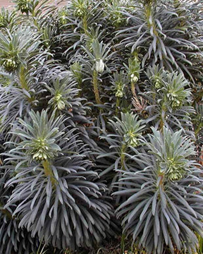 Euphorbe des garrigues - Plantes - Euphorbia characias