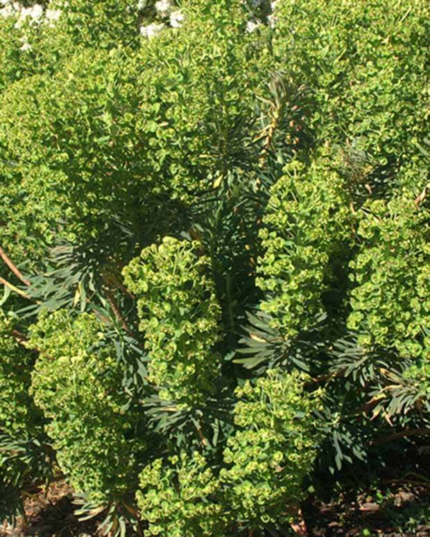 Euphorbe des garrigues - Plantes vivaces - Euphorbia characias