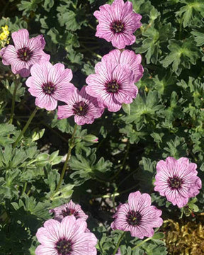 Géranium vivace Ballerina - Géraniums vivaces - GERANIUM CINEREUM BALLERINA