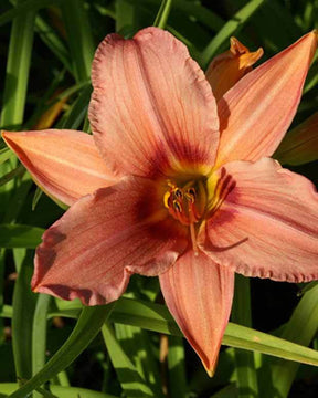 Hémérocalle Accepted Dare Lys d un jour - Fleurs vivaces - Hemerocallis Accepted Dare