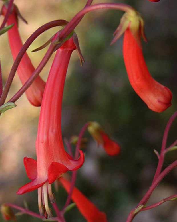 Fuchsia du Cap - jardins - Phygelius capensis