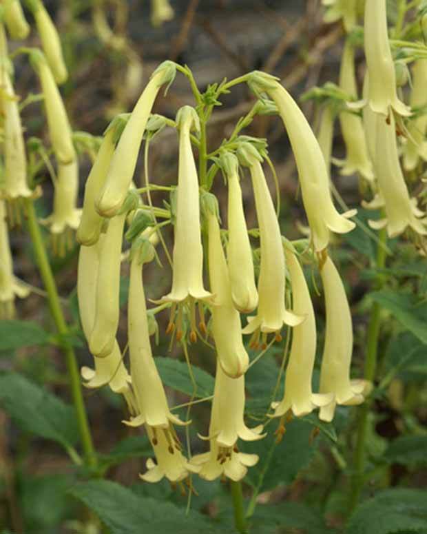 Fuschia du Cap Moonraker - jardins - PHYGELIUS RECTUS MOONRAKER