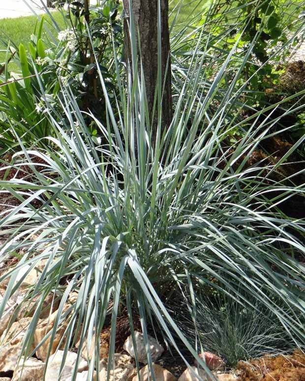 Elymus magellanicus - Agropyron - Graminées - Elymus magellanicus (Agropyron)