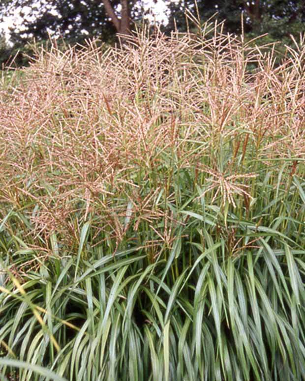 Eulalie Nippon - jardins - Miscanthus sinensis Nippon