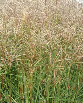 Eulalie Nippon - Plantes - Miscanthus sinensis Nippon