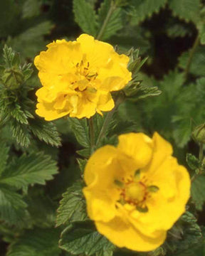 Potentille Yellow Queen - Fleurs vivaces - Potentilla Yellow Queen