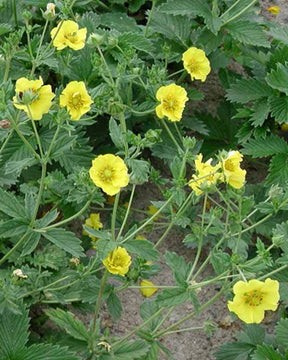 Potentille Yellow Queen - jardins - Potentilla Yellow Queen