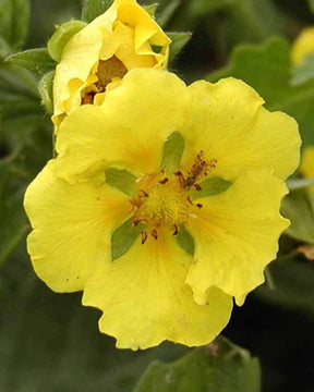 Potentille Yellow Queen - Plantes - Potentilla Yellow Queen