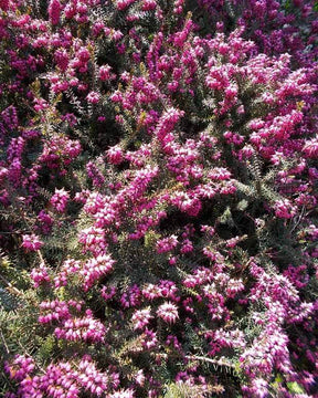 Bruyère des neiges Clône - Bruyères - ERICA CARNEA WEISSE CLONE