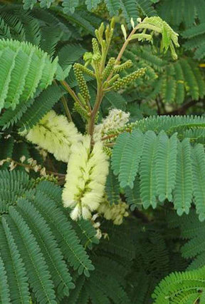 Arbre à soie lophantha - Albizia - Albizia lophantha