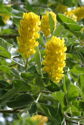 Argyrocytisus battandieri - Arbustes - Argyrocytisus battandieri