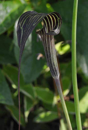 Plante cobra : Arisaema concinnum - jardins - Plante cobra : Arisaema concinnum