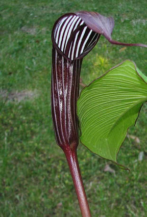 Plante cobra : Arisaema costatum - jardins - Plante cobra : Arisaema costatum