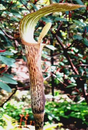 Plante cobra : Arisaema nepenthoides - jardins - Plante cobra : Arisaema nepenthoides