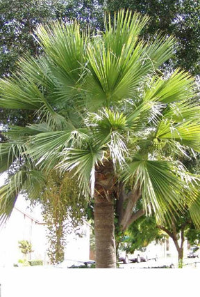 Palmier mexicain de Guadalupe - Arbres - Brahea edulis