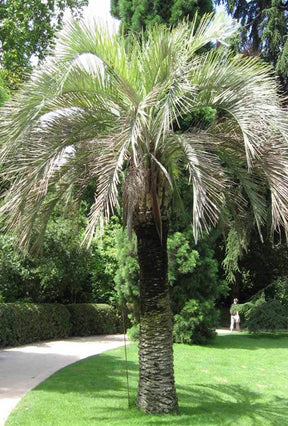 Palmier laineux - Arbres - Butia eriospatha