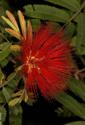 Calliandra tweedii - Arbustes - Calliandra tweedii