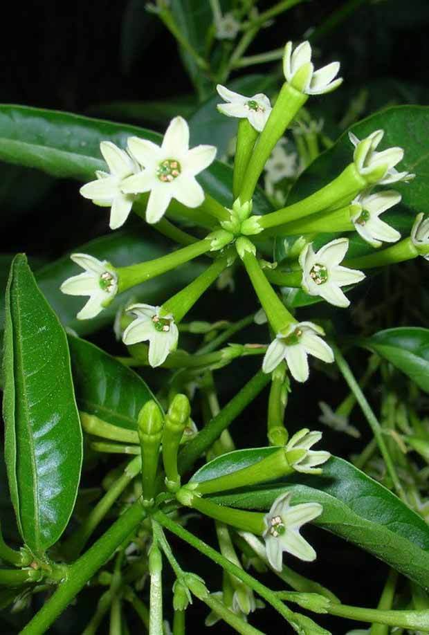 Galant de nuit - jardins - Cestrum nocturnum