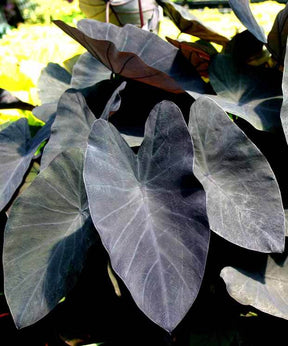 Colocasia esculenta cv. Black Magic - jardins - Colocasia esculenta cv. Black Magic