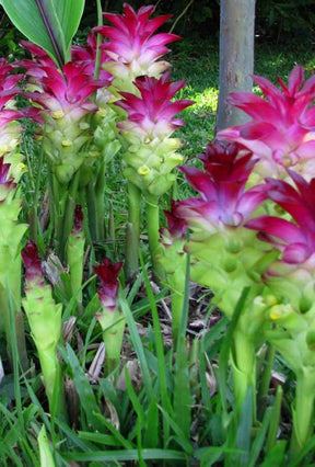 Safran : Curcuma zeodaria - jardins - Safran : Curcuma zeodaria