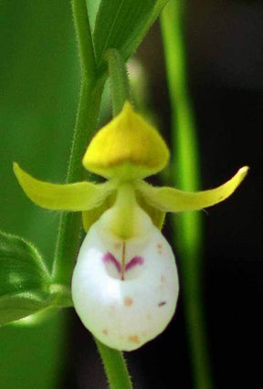 Orchidée : Cypripedium californicum - jardins - Orchidée : Cypripedium californicum