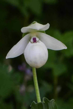 Orchidée : Cypripedium flavum alba - jardins - Orchidée : Cypripedium flavum alba