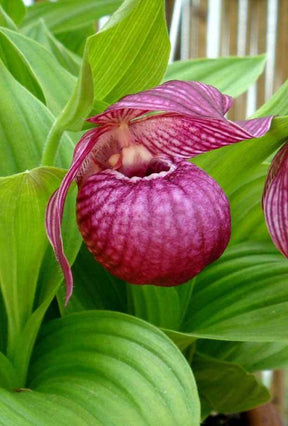 Orchidée Cypripedium macranthos - jardins - Orchidée Cypripedium macranthos