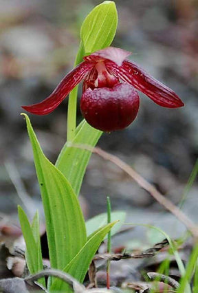 Orchidée : Cypripedium smithii - jardins - Orchidée : Cypripedium smithii