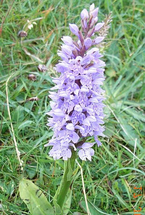 Orchidée : Dactylorhiza fuchsii - Fleurs vivaces - Orchidée : Dactylorhiza fuchsii