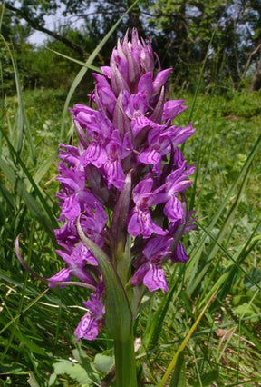 Orchidée : Dactylorhiza majalis - Fleurs vivaces - Orchidée : Dactylorhiza majalis