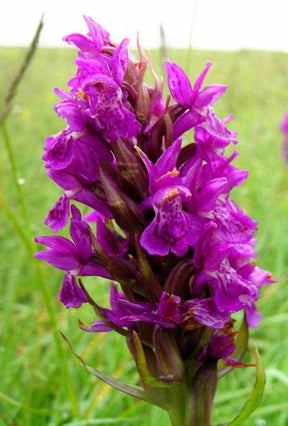 Orchidée : Dactylorhiza purpurella - jardins - Dactylorhiza purpurella