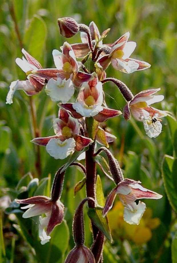 Orchidée : Epipactis palustris - Fleurs vivaces - Epipactis palustris