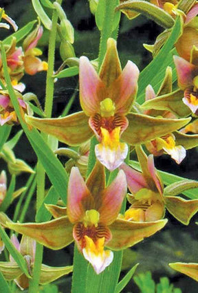 Orchidée : Epipactis Sabine - Fleurs vivaces - Epipactis Sabine