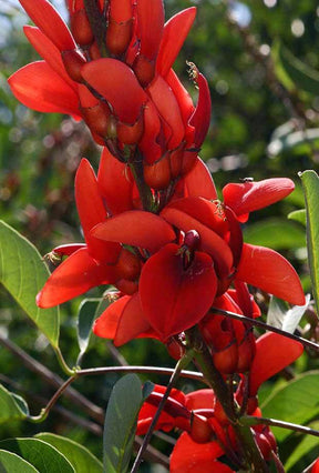 Erythrina crista-galli - Arbres - Erythrina crista-galli