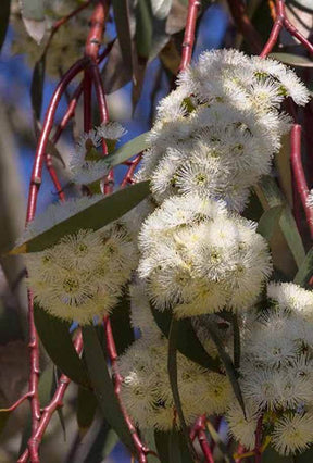 Eucalyptus pauciflora ssp. niphophila - Arbres - Eucalyptus pauciflora ssp. niphophila