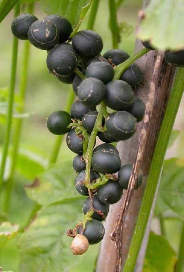 Jiaogulan - jardins - Gynostemma pentaphyllum