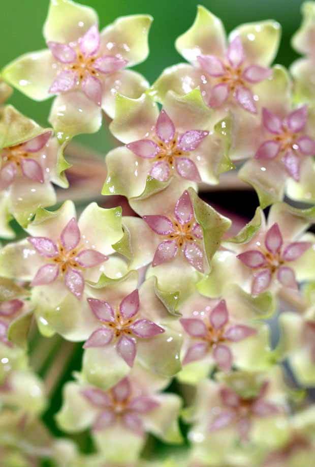 Fleur de porcelaine : Hoya balaensis - jardins - Hoya balaensis