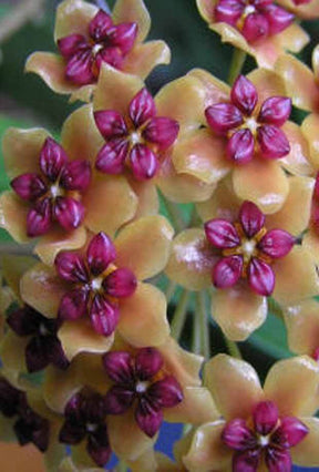 Fleur de porcelaine : Hoya benquentensis - jardins - Hoya benquentensis