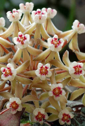 Fleur de porcelaine: Hoya curtisii - jardins - Fleur de porcelaine: Hoya curtisii