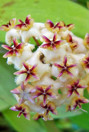 Hoya erythrostemma cv. White - jardins - Hoya erythrostemma cv. White