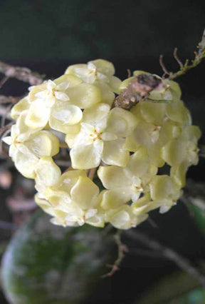 Hoya forbesii - jardins - Hoya forbesii