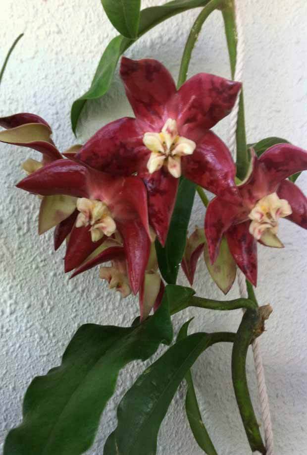 Hoya imperialis cv. red - jardins - Hoya imperialis cv. red