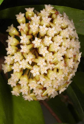 Hoya incrassata - jardins - Hoya incrassata