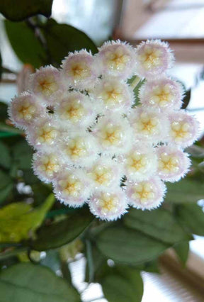 Hoya lacunosa - jardins - Hoya lacunosa