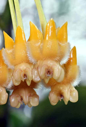 Hoya lasiantha - jardins - Hoya lasiantha