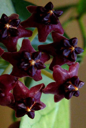 Hoya lobbii dark - jardins - Hoya lobbii dark