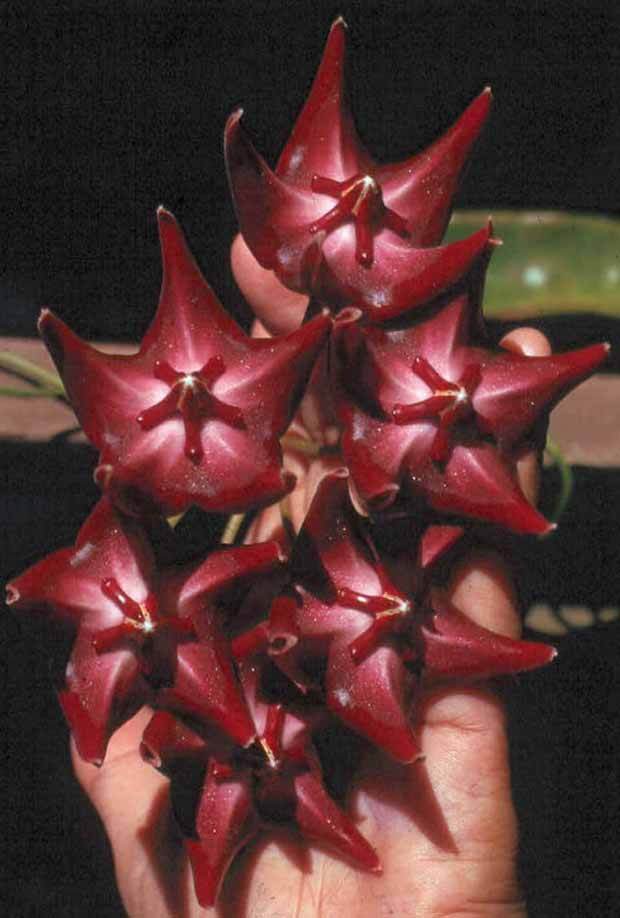 Fleur de porcelaine : Hoya onychoïdes - jardins - Fleur de porcelaine : Hoya onychoïdes