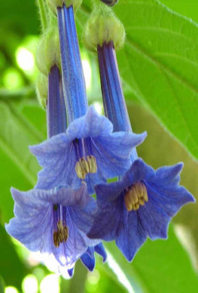 Iochroma grandiflora - Arbustes - Iochroma grandiflora