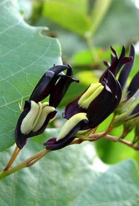 Pois corail - jardins - Kennedia nigricans