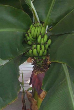 Musa acuminata cv. Super Dwarf Cavendish - Fruitiers : Arbres et arbustes - Musa acuminata cv. Super Dwarf Cavendish